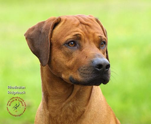 Rhodesian Ridgeback 9M042D-17.JPG